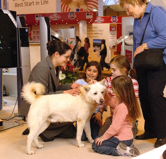 A photo of a Korean Jindo dog being pet by visitors having a great time at the 2005 UK Crufts Dog Show.