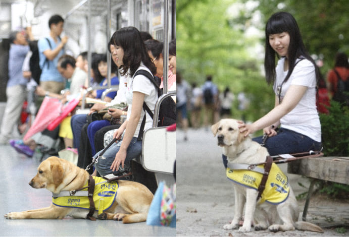 A photo of Seon Myeong-Ji  and her guide dog named Chukboki traveling together on the subway and sitting on a park bench.